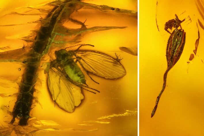Two Fossil Flies and a Moss (Campylopus) Seed Capsule in Baltic Amber #135051